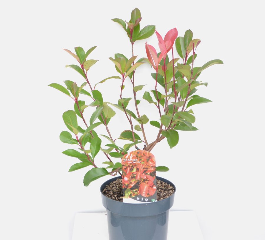 Photinia fraseri Red Robin C5