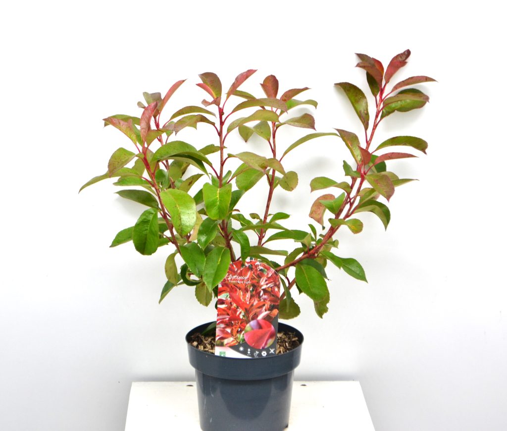 Photinia fraseri Red Light C3