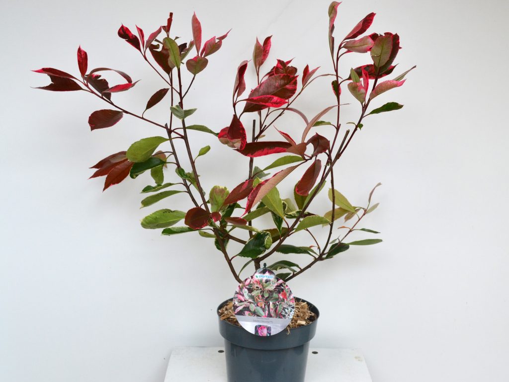 Photinia fraseri Louise C3