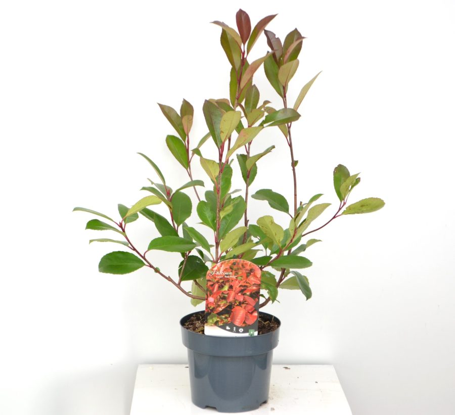 Photinia fraseri Red Robin C3
