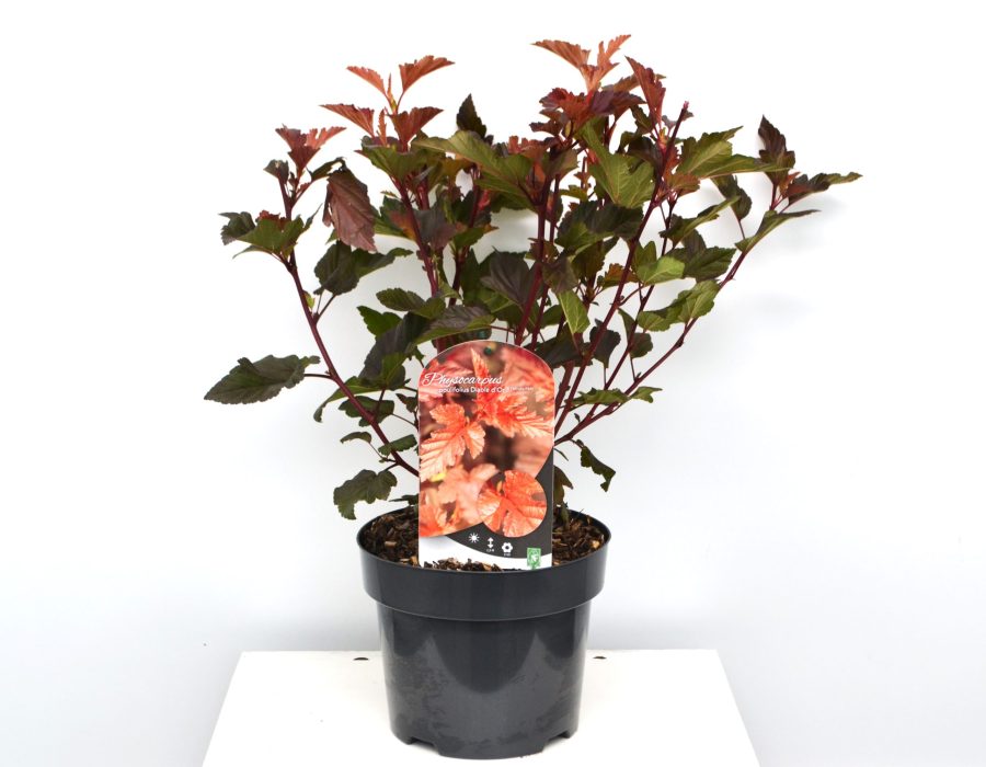 Physocarpus opulifolius Diable d'Or C3