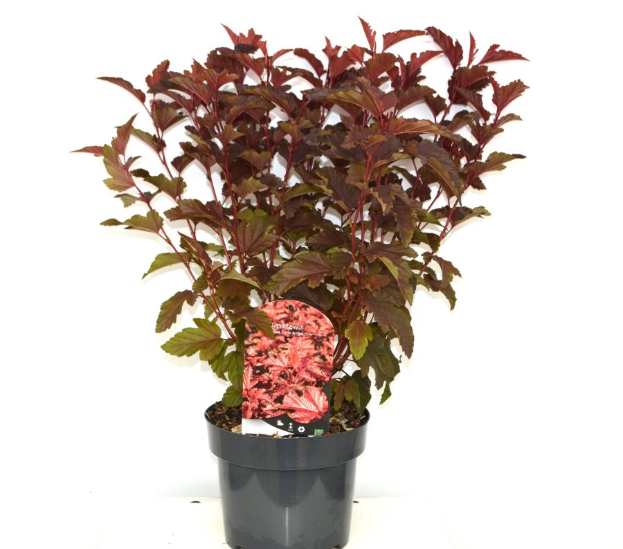 Physocarpus opulifolius Little Angel C3