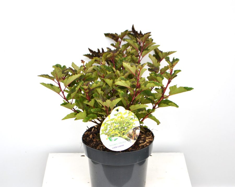 Physocarpus opulifolius Little Leena C3