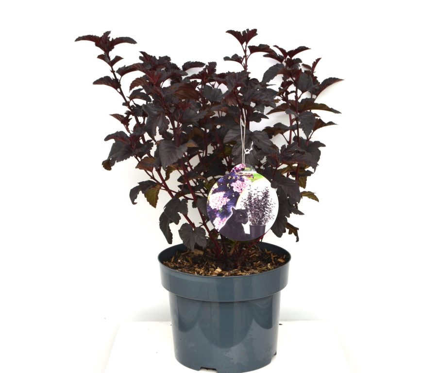 Physocarpus opulifolius Panter C5
