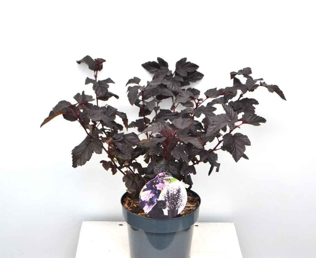 Physocarpus oplulifolius Panther C3