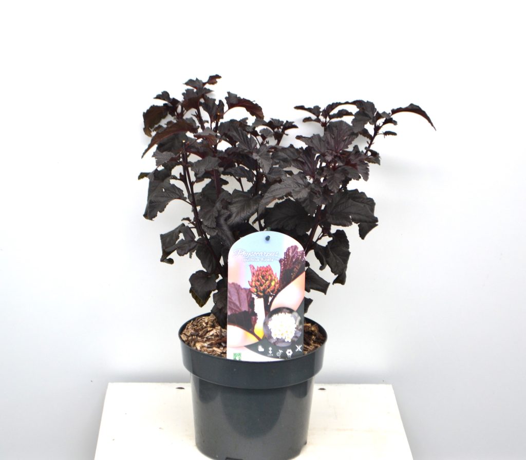 Physocarpus opulifolius Rubella C3