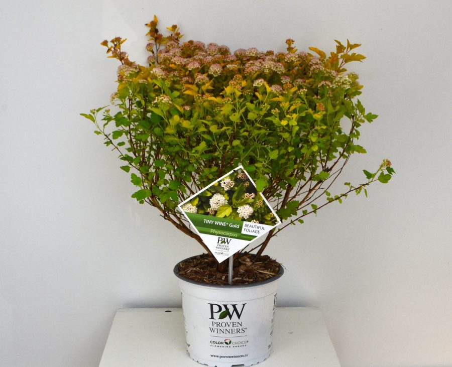Physocarpus opulifolius Tiny Wine Gold C3