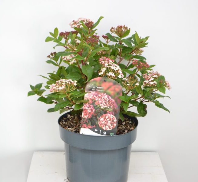 Viburnum tinus Gwenllian C5