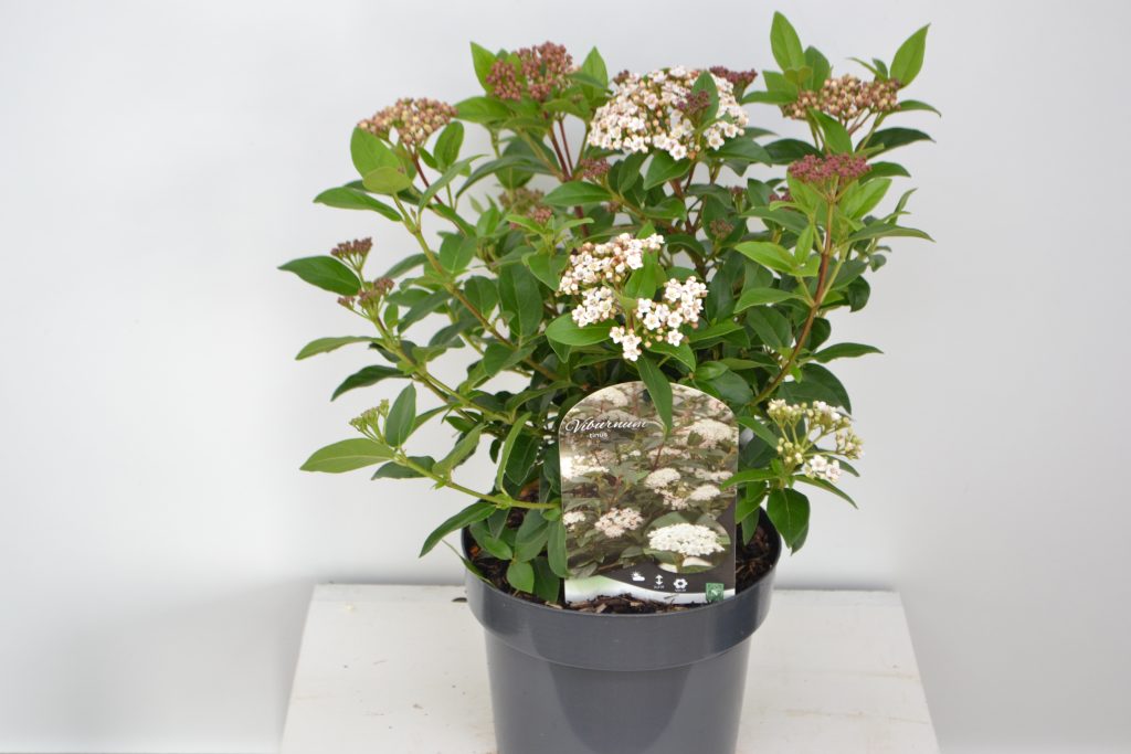 Viburnum tinus C3