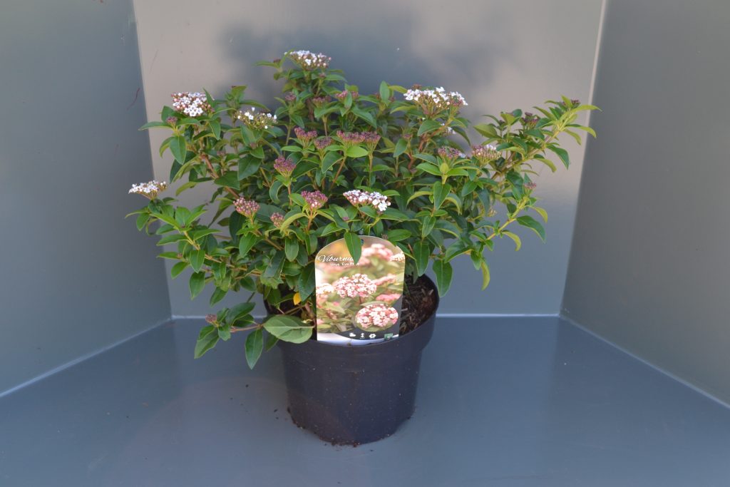 Viburnum tinus Eve Price C5