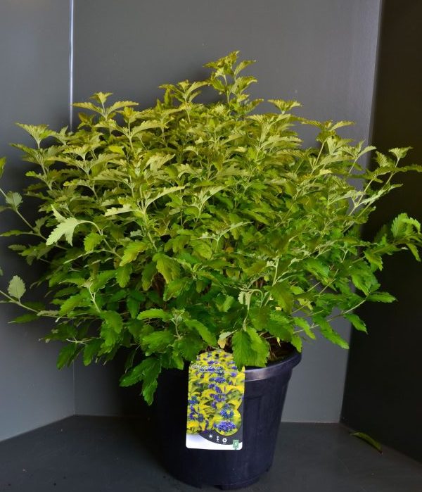 Caryopteris clandonensis Hint of Gold C12