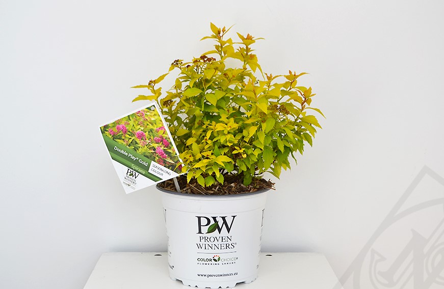 Spiraea japonica Double Play Gold C3