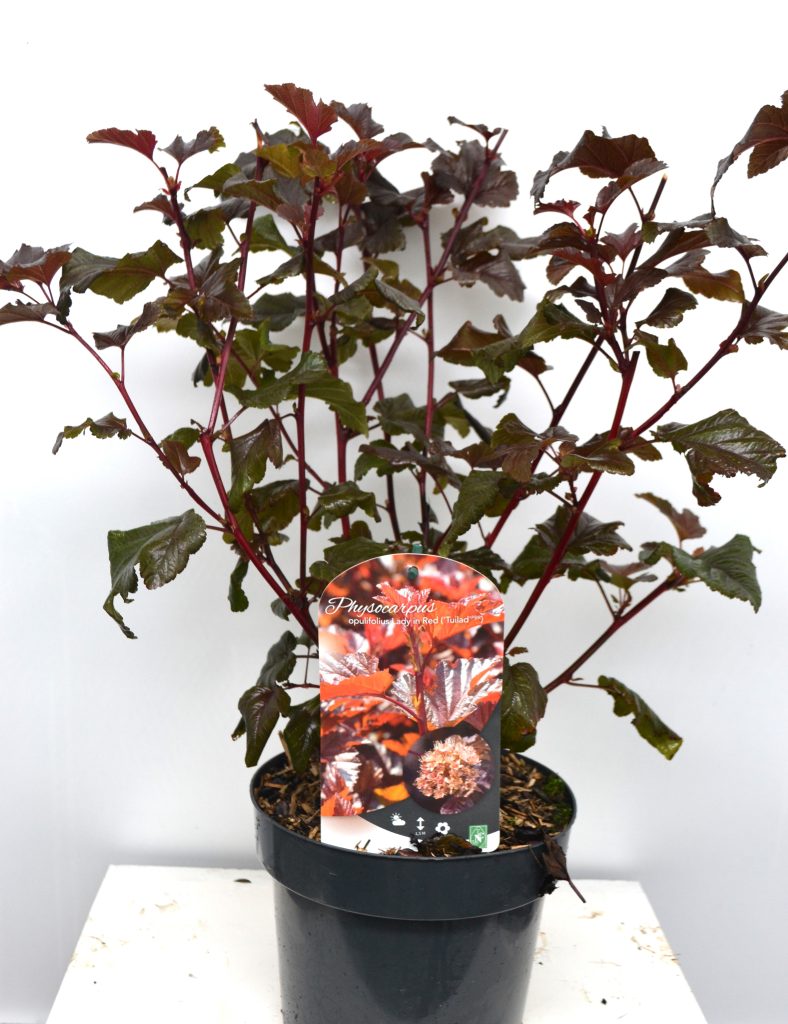 Physocarpus opulifolius Lady in Red C5