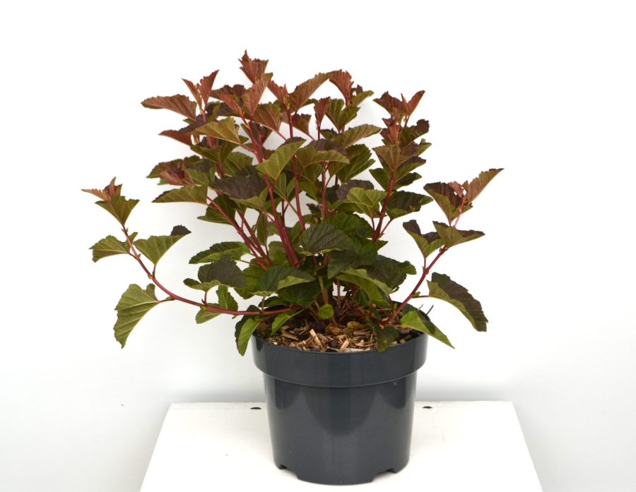 Physocarpus opulifolius Korona C3