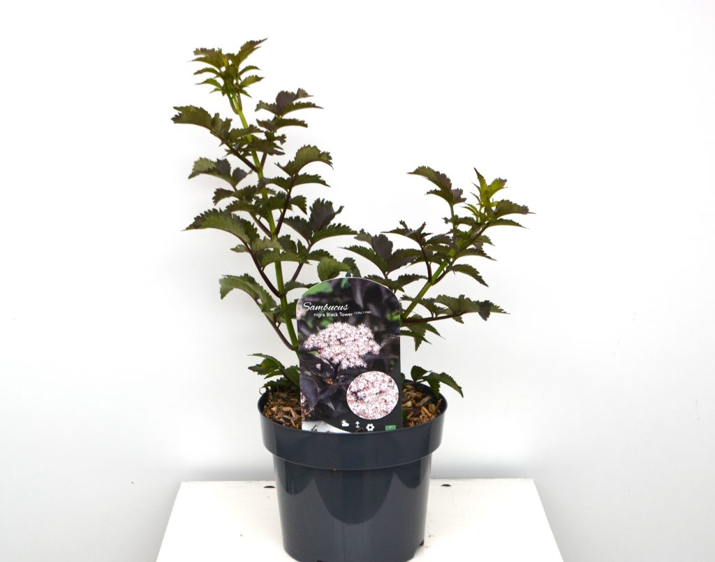 Sambucus nigra Black Tower C3