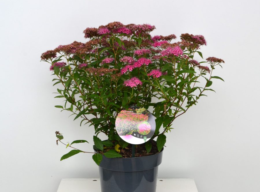 Spirea japonica Anthony Waterer C3