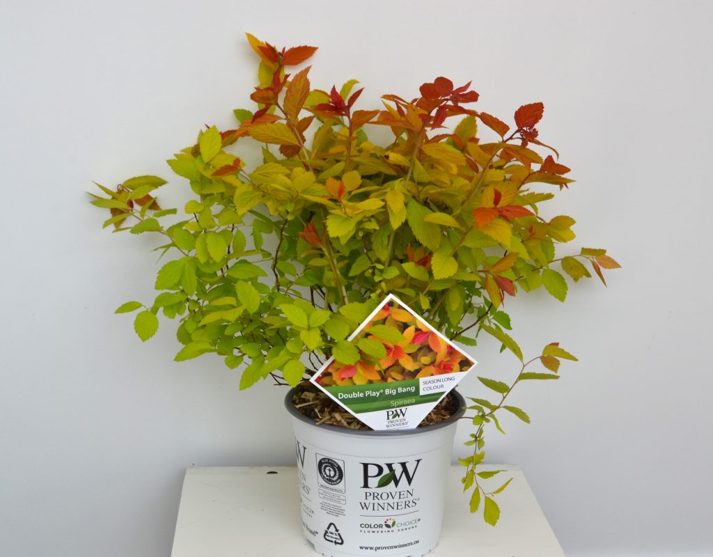 Spirea japonica Double Play Big Bang C3