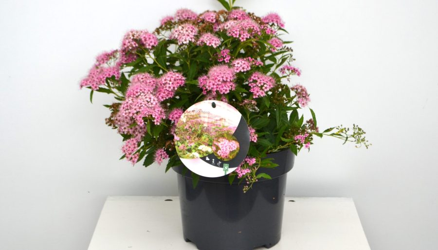 Spiraea japonica Genpei C3