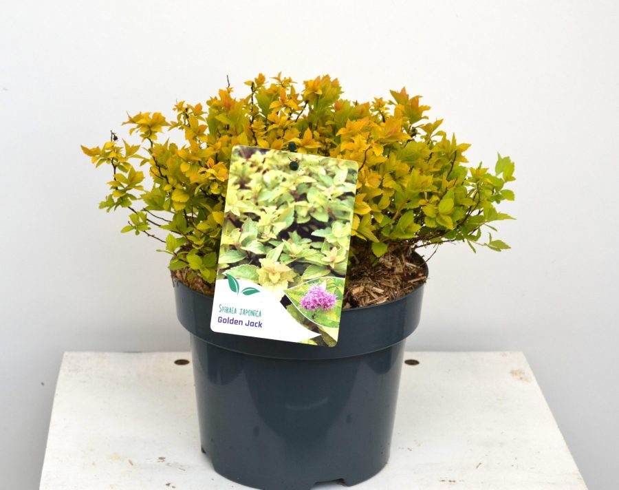 Spiraea japonica Golden Jack C3