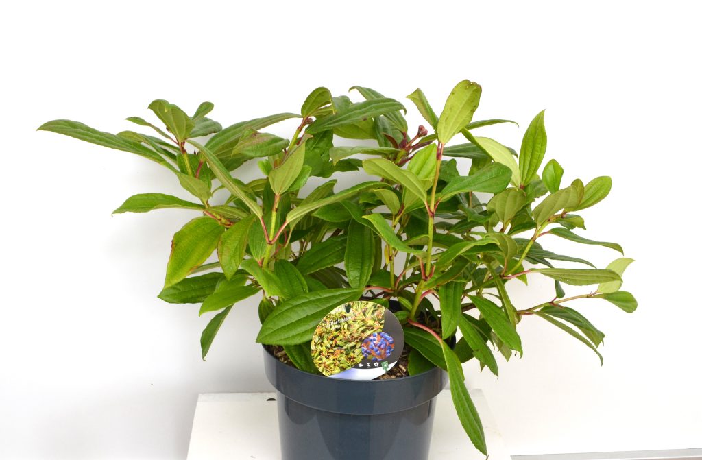 Viburnum Daviddi C5