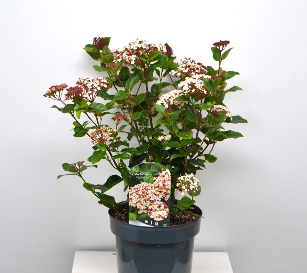 Viburnum tinus Lisarosa C5