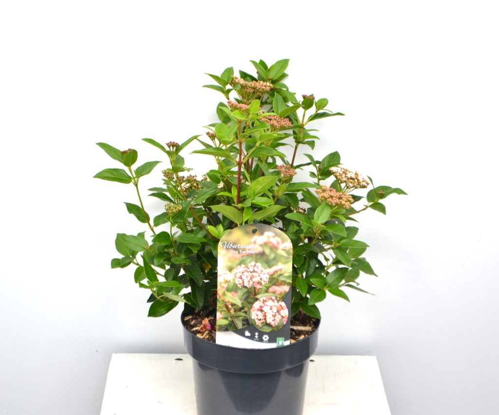 Viburnum tinus Eve Price C3