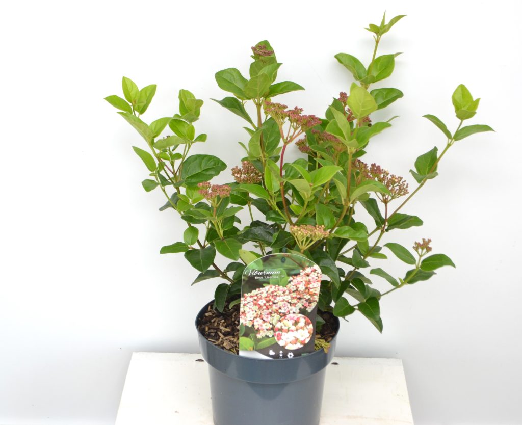 Viburnum Tinus Lisarosa C3