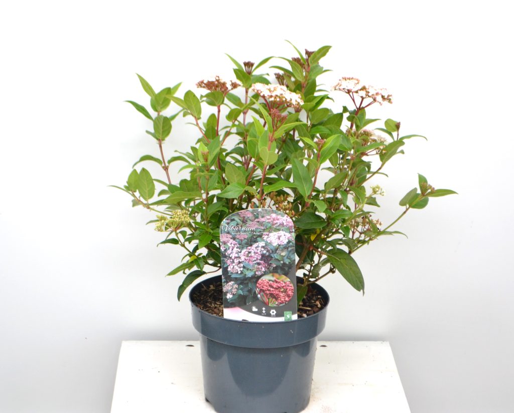 Viburnum tinus Spirit C3