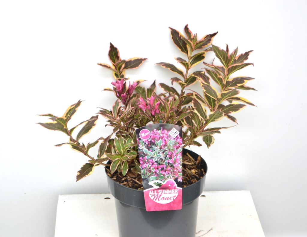 Weigela florida All Summer Monet C3