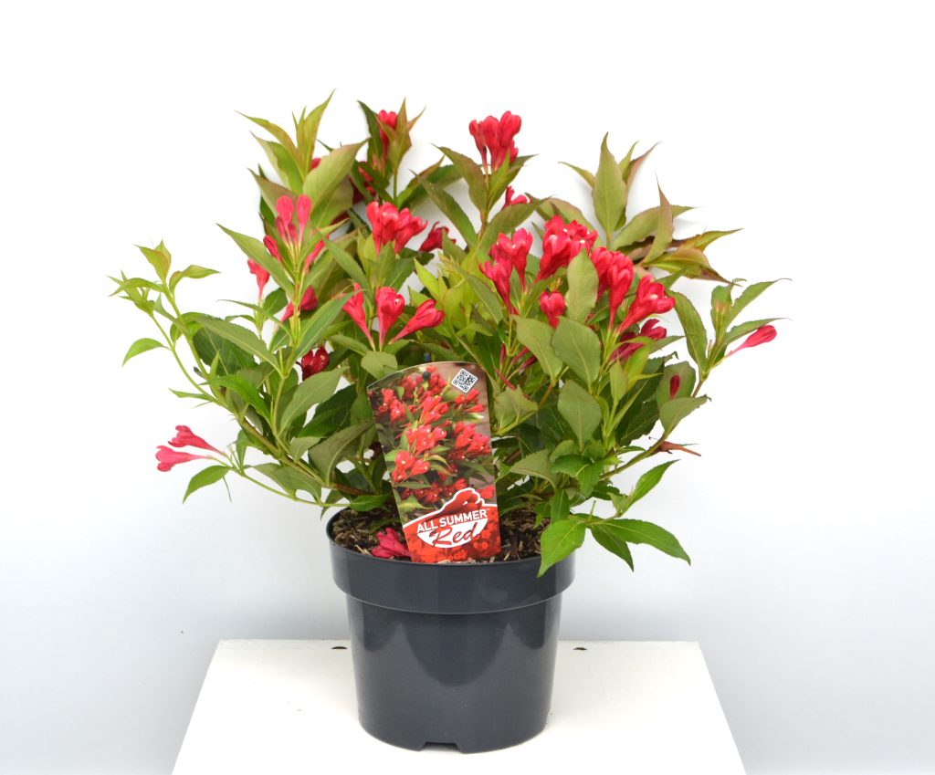 Weigela florida All Summer Red C3