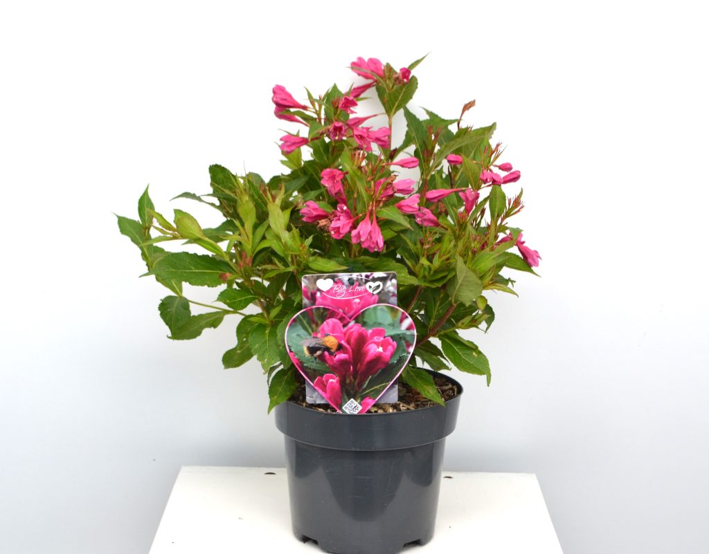 Weigela Big Love C3