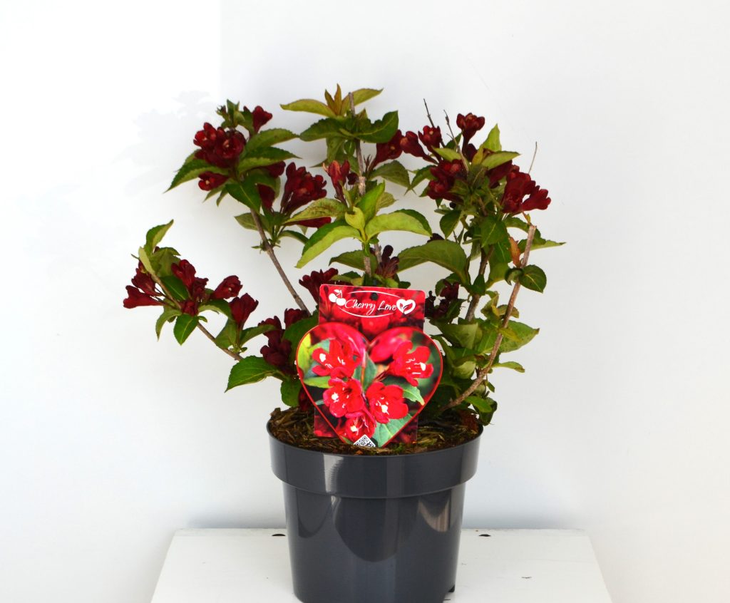 Weigela Cherry Love C3