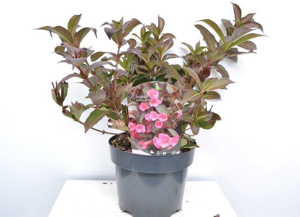 Weigela Minuet C3