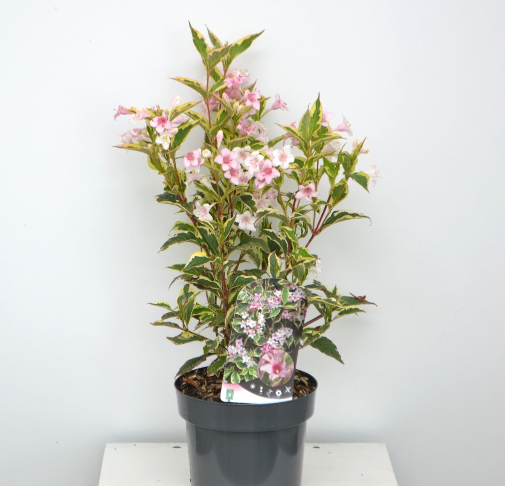 Weigela Nana Variegata C3