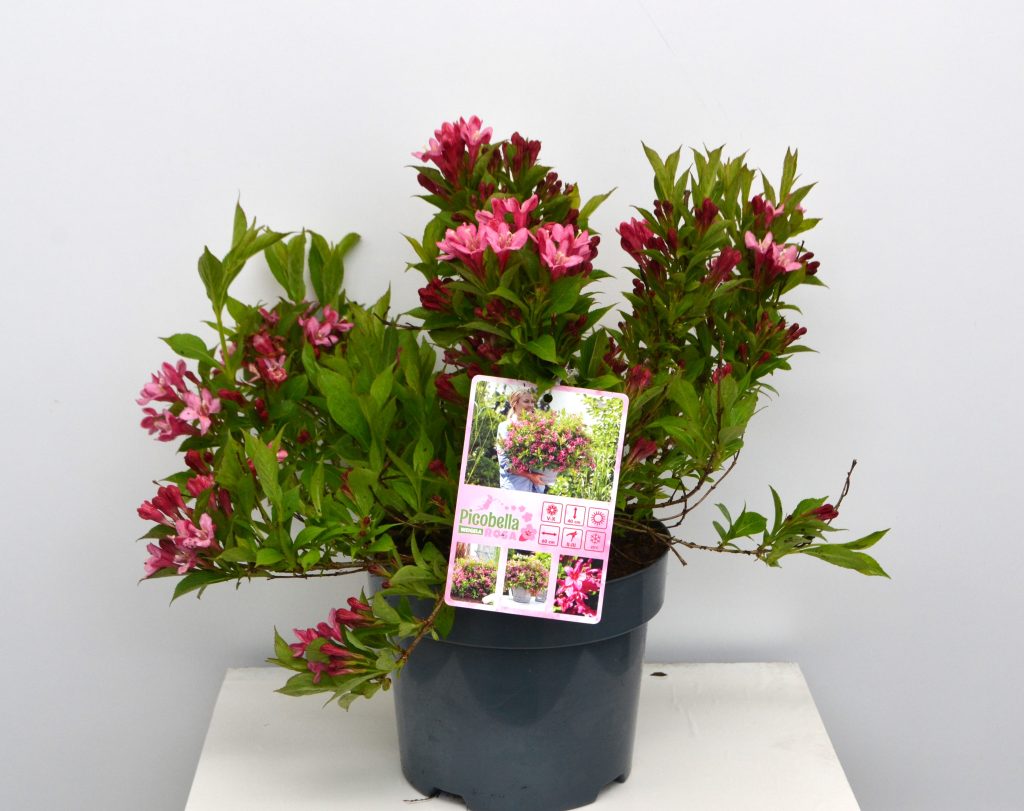 Weigela Picobella Rosa C3