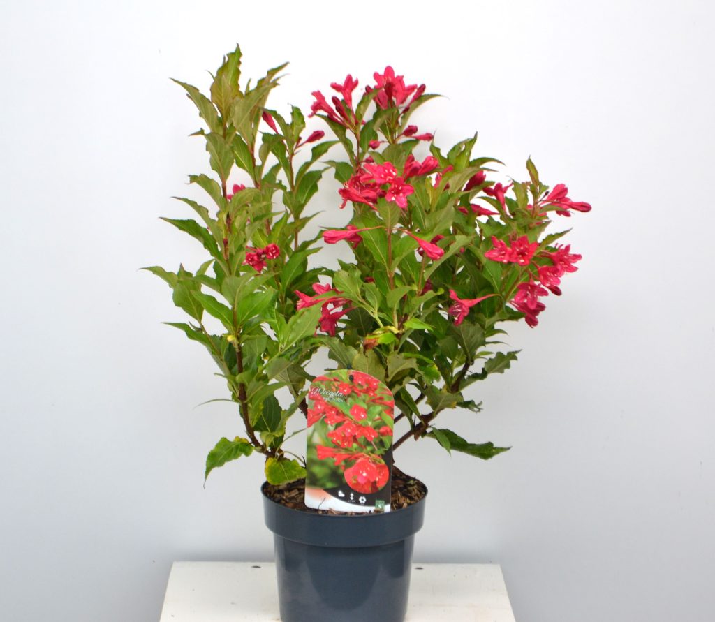 Weigela Red Prince C3