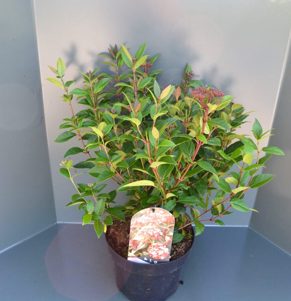 Viburnum tinus Spirit C5