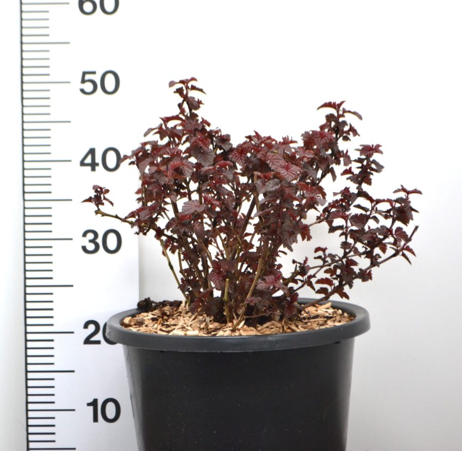 Physocarpus opulifolius Rubella C12