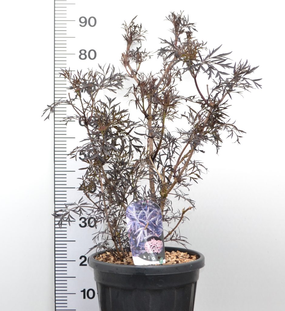 Sambucus nigra Black Lace C12