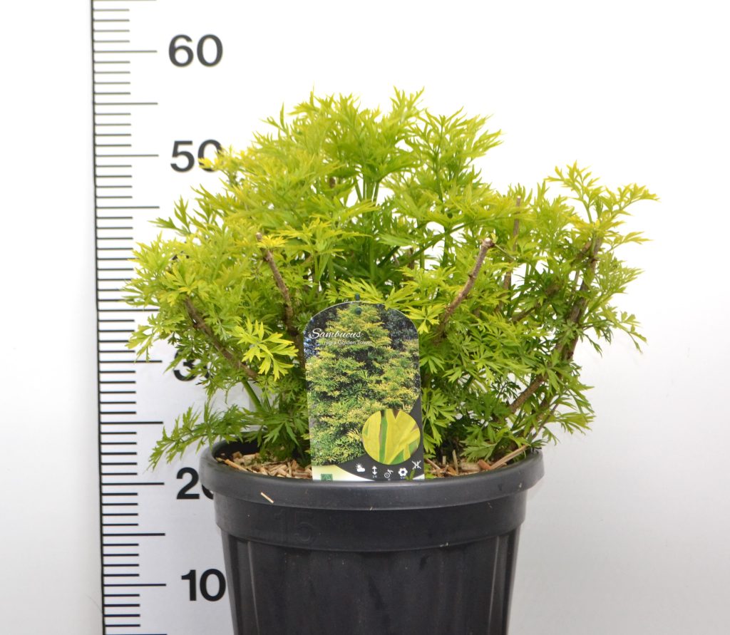 Sambucus nigra Golden Tower C12