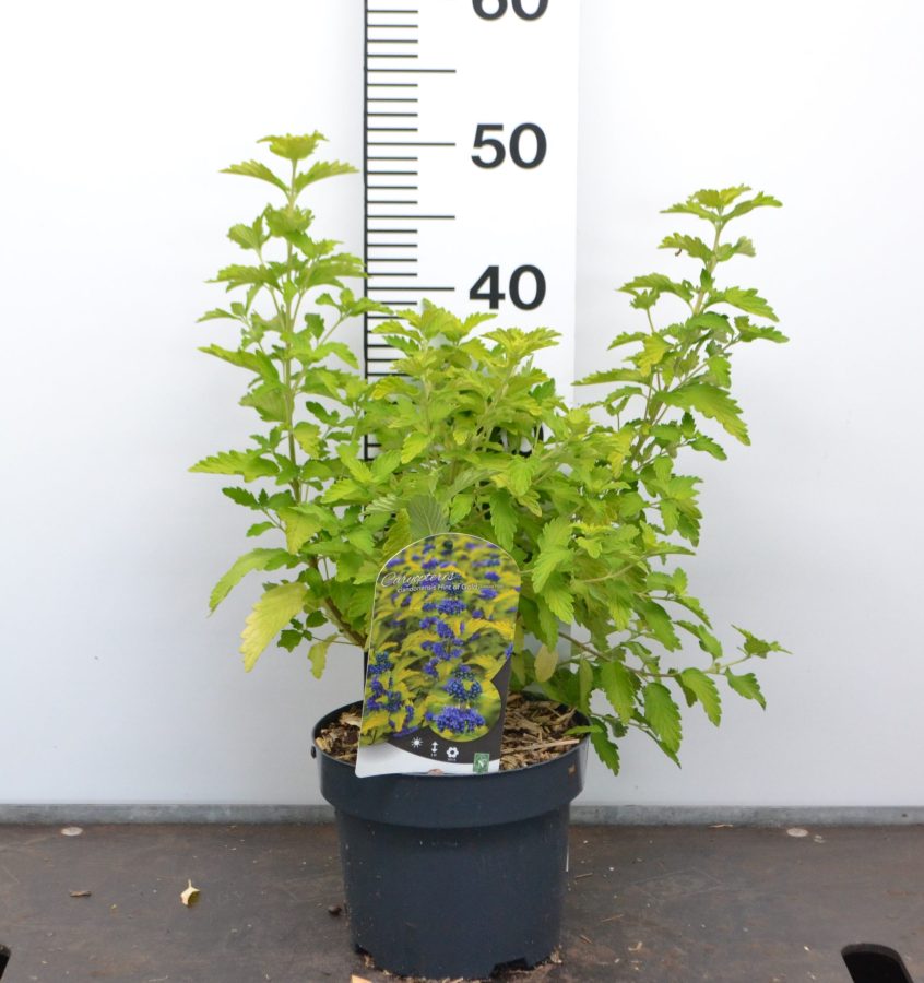 Caryopteris clandonensis Hint of Gold C3