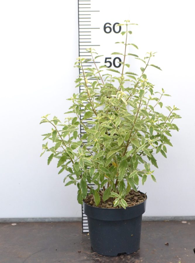 Caryopteris clandonensis White Surprise C3