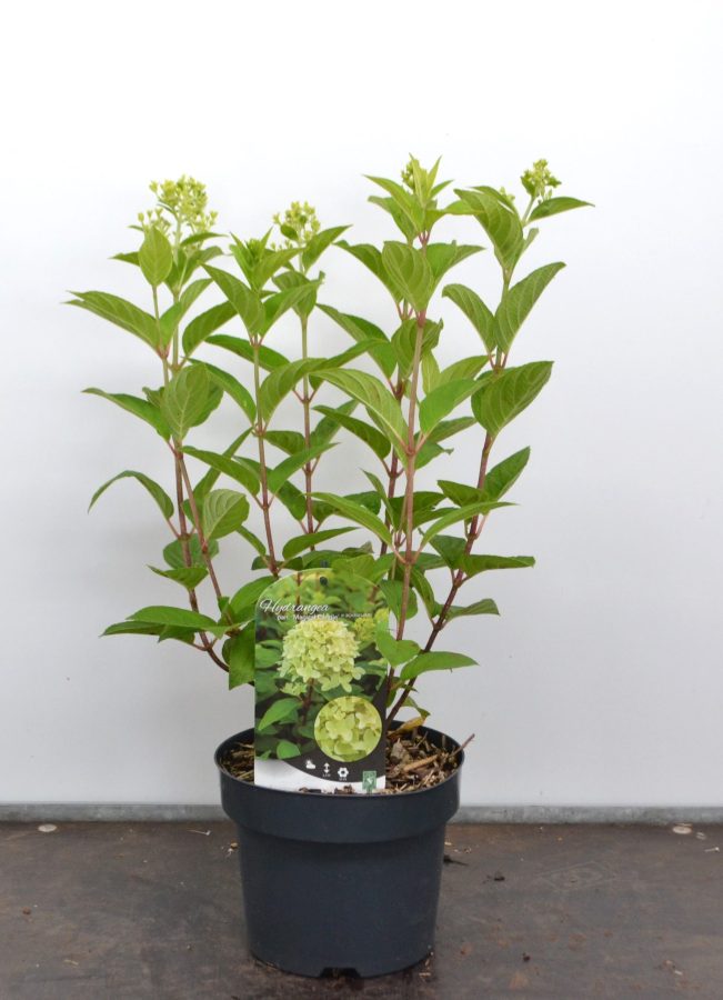 Hydrangea paniculata Magical Candle C3