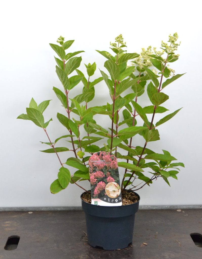 Hydrangea paniculata Pink Diamond C3