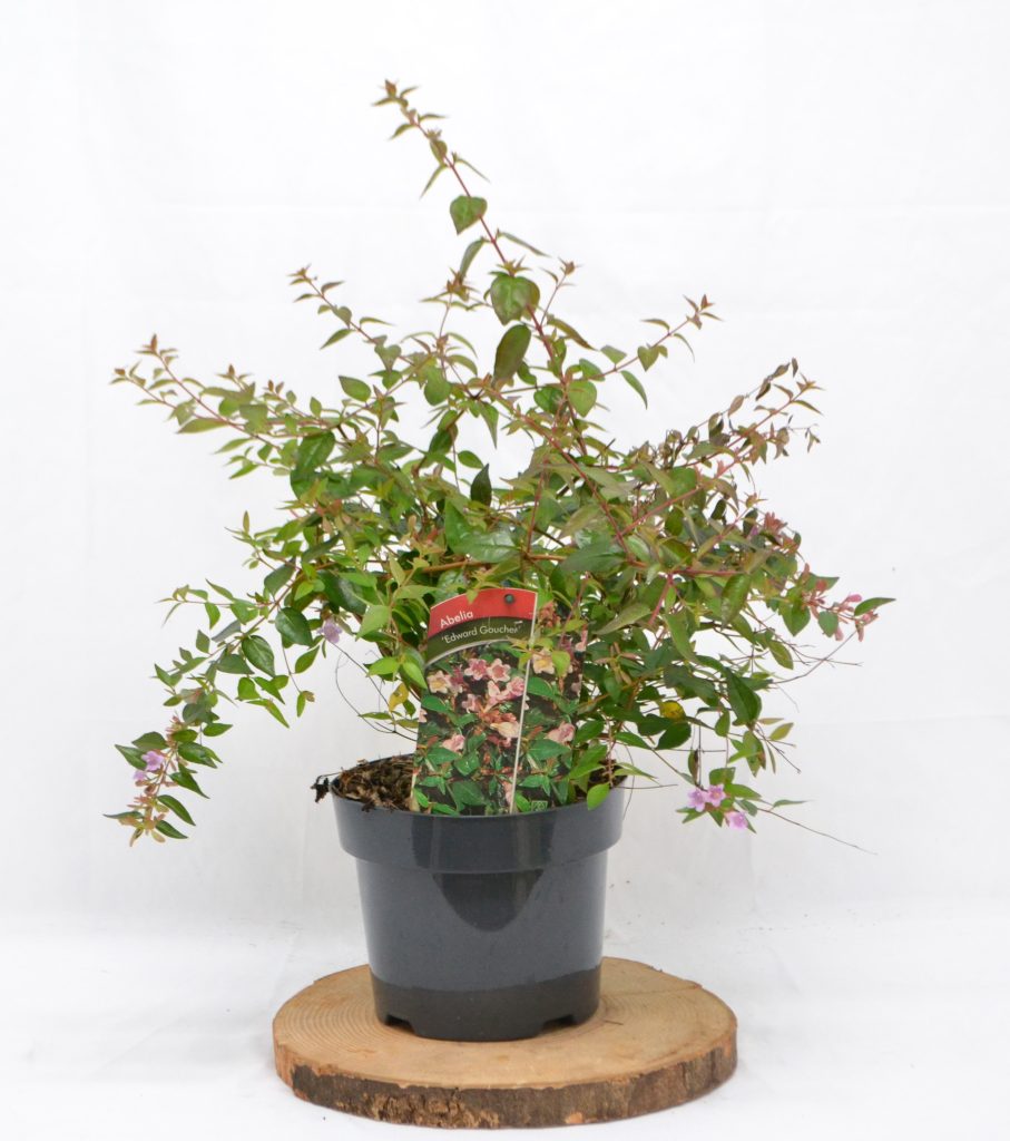 Abelia Edward Goucher C3