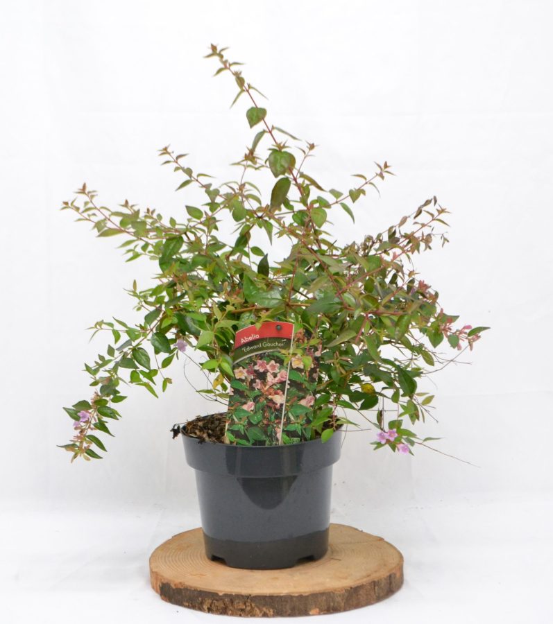 Abelia Edward Goucher C3