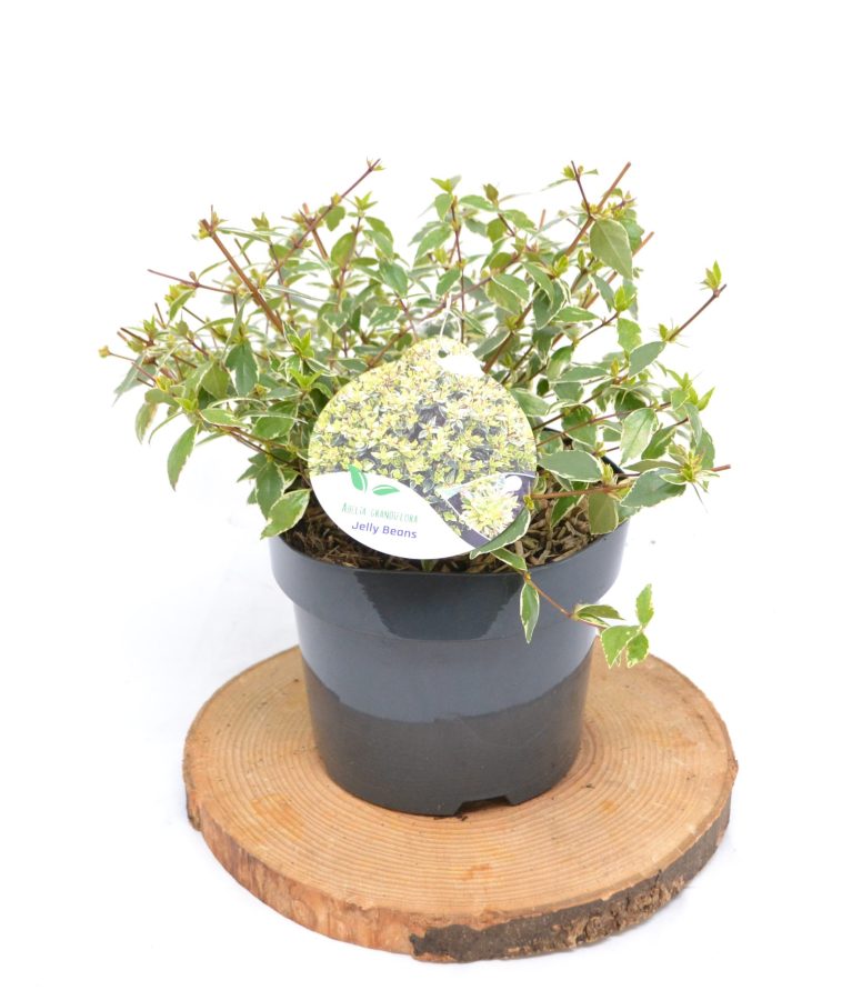 Abelia Jelly Beans C3