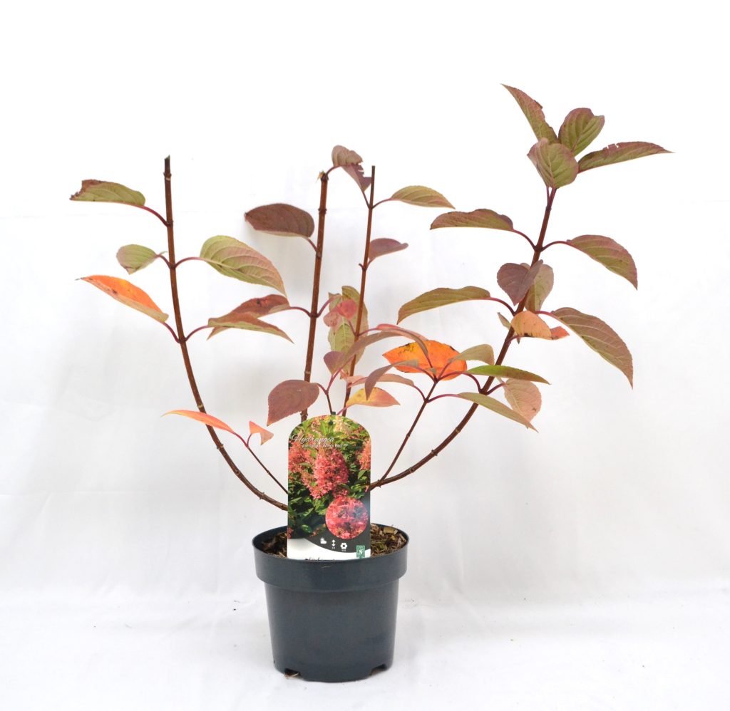 Hydrangea paniculata Wim's Red C3 - Heesterkwekerij JC Niesing Pluimhortensia met grote bloempluimen die verkleuren van roomwit naar donkerrood met donkerrode stengels.