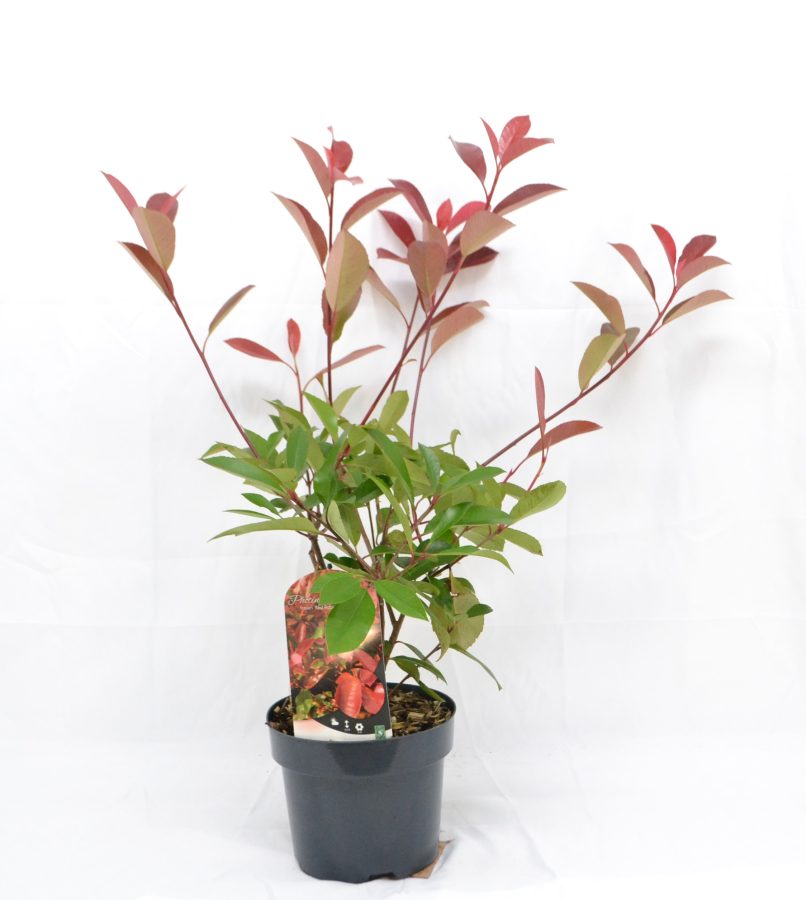 Photinia fraseri Red Robin C3 - Heesterkwekerij JC Niesing Bekende populaire groenblijvende heester, Haagplant, rode bessen die naar zwart verkleuren