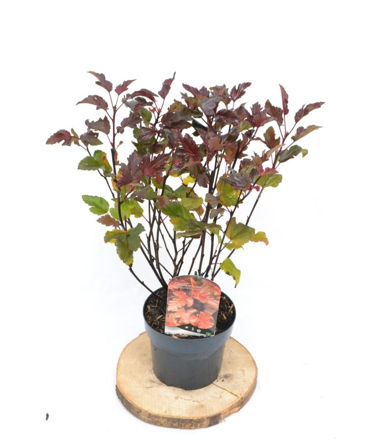 Physocarpus opulifolius Diable Do'r C3 - Heesterkwekerij JC Niesing